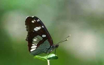 Southern White Admiral - Sydlig Hvid Admiral - Limenitis reducta