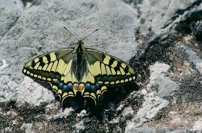 Swallowtail - Svalehale - Papilio machaon
