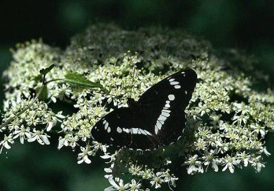 Southern White Admiral - Sydlig Hvid Admiral - Limenitis reducta
