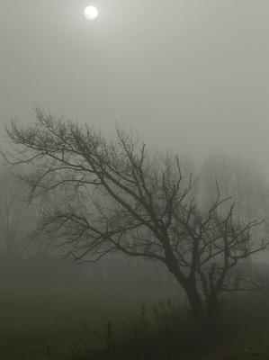 DSC_0003- foggy day.jpg