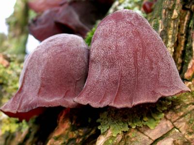 Auricularia - Auricularia-judae - Judasre