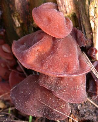 Auricularia - Auricularia-judae - Judasre