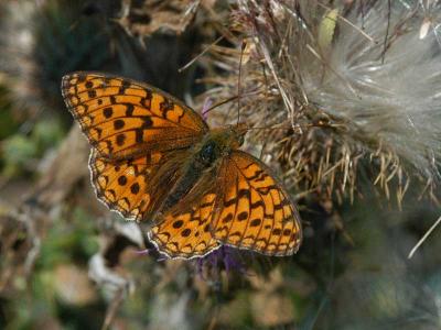 Niobe Fritillary - Klitperlemorsommerfugl - Fabriciana niobe