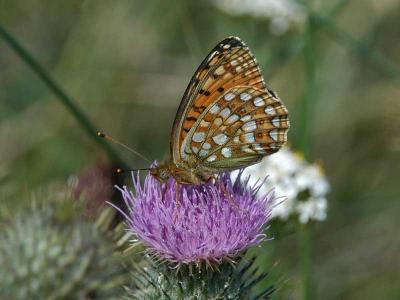 Niobe Fritillary - Klitperlemorsommerfugl - Fabriciana niobe