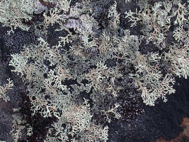 Lichen - Laver