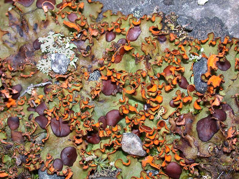 Lichen - Laver