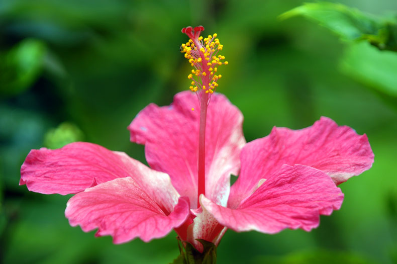 DSC_9485a.jpg