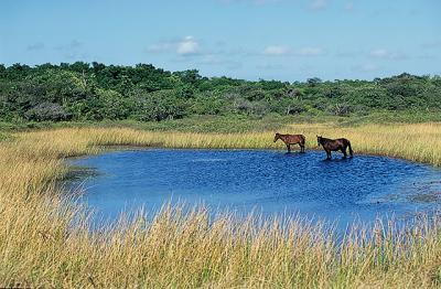 cavalos nas lagoas da Ilha do caju