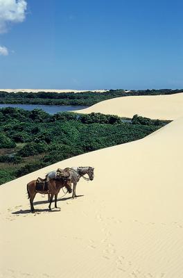 cavalos nas dunas da ilha do caju vertical