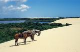 cavalos nas dunas da Ilha do caju