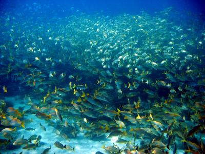 An amazing school of various fish on Snapper Ledge