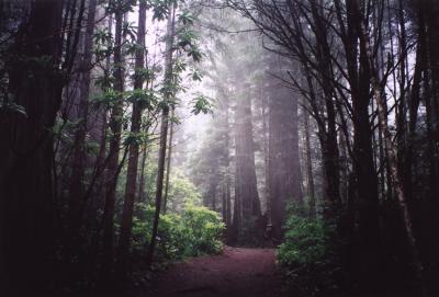 trail through the trees