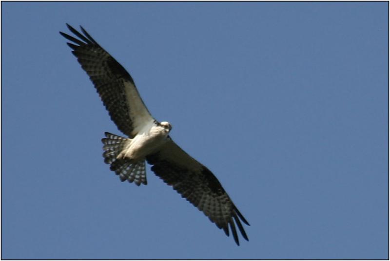 Osprey