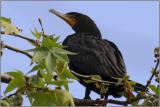 Double-crested Cormorant