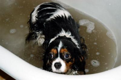 Pippa in the bath.jpg