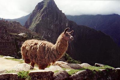 The head llama surveys the southeast portion of his domain.