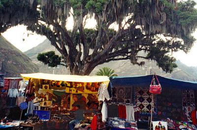 Pisac Market tents and weeping wllow tree, I think