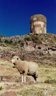 Sillustani - Sheep below a picturesque tomb