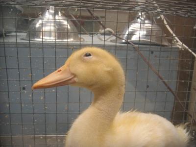 Img_1326.jpg - Baby duck from teaching-lab