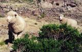 Sillustani sheep again