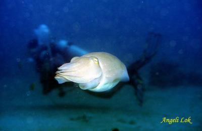 u38/angelilok/medium/32004980.Cuttlefish2as.jpg