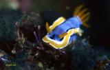 Chromodoris annae