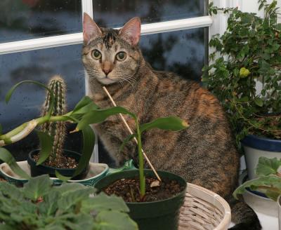 Missie among the plants (3/8/05)