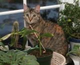 Missie among the plants (3/8/05)