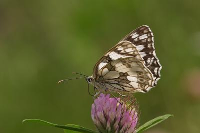 Melanargia galathea (Marbled White)