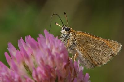 Essex Skipper