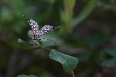 Grizzled skipper (Pyrgus malvae)