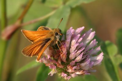 Essex Skipper on Clover