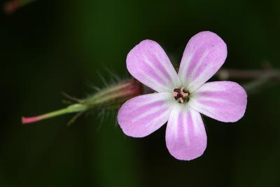 Herb Robert up close