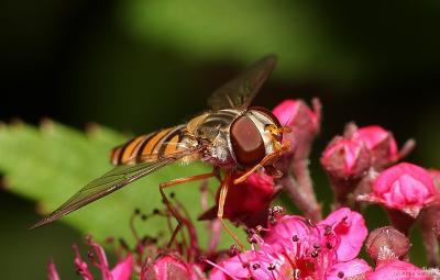 Hoverfly (Marmelade Fly, Episyrphus balteatus)