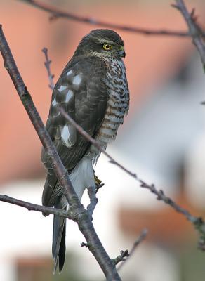 Sparrow Hawk and faraway houses