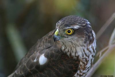 Sparrow Hawks