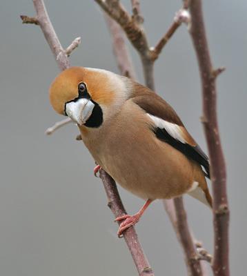 Various Birds - Siskins, Bullfinches, Hawfinches and more