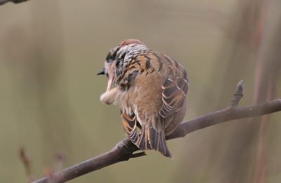 Tree Sparrow scratching