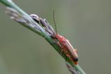 Heavy Traffic (Red Longhorn Bug and Ladybug)