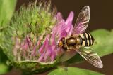 Hoverfly (Scaeva pyrastri)