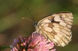 Melanargia galathea (Marbled White)