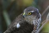 Sparrow Hawk Macro