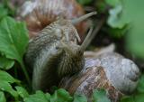 Gallery: Burgundy Snails Mating