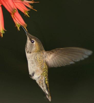 u38/antoinevu/medium/25054670.HummingBird21600a.jpg