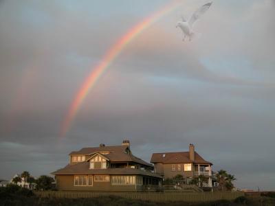 rainbow seagull1764.jpg