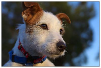 Pup at Sunset