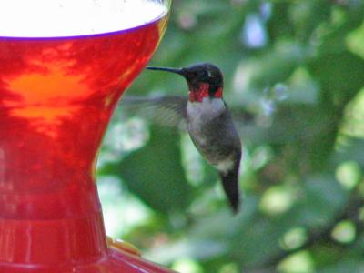 male Ruby-throated Hummingbird