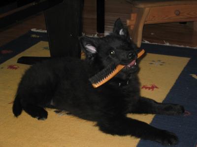 sam 01/29 003.jpg