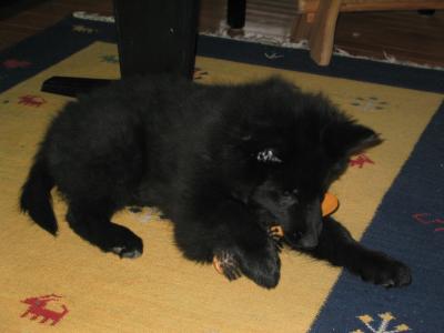 sam 01/29 007.jpg