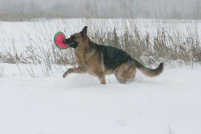 snowfrisbe2.jpg